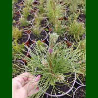 Pinus mugo uncinata - Patuljasti bor uncinata